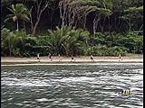 red crew runs on the beach