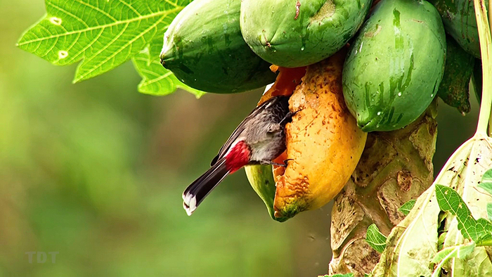 Fruit-eating bird