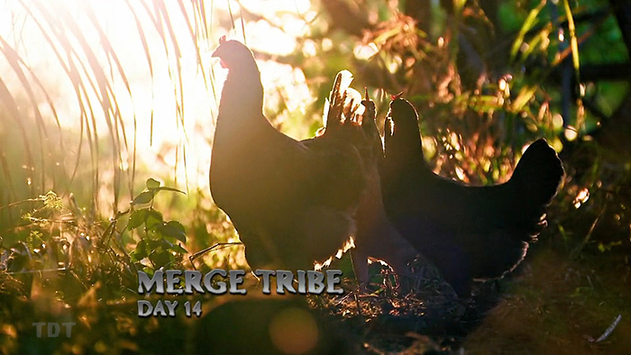 Day 14: Chickens! Day 14: Chickens!